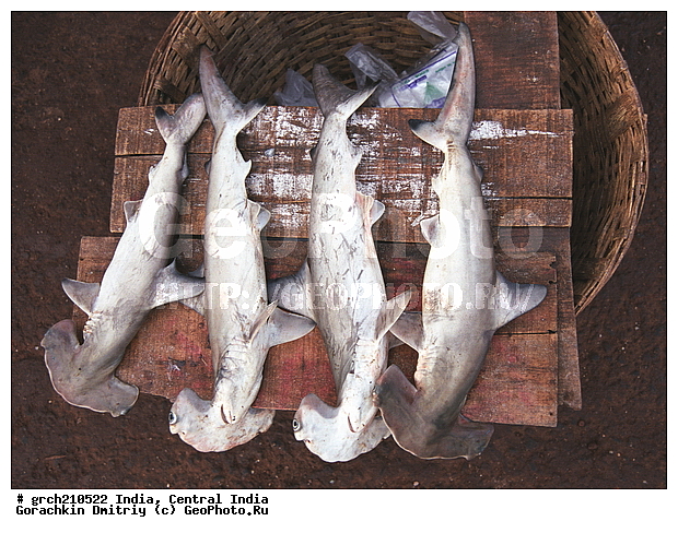 �����, ������ �����