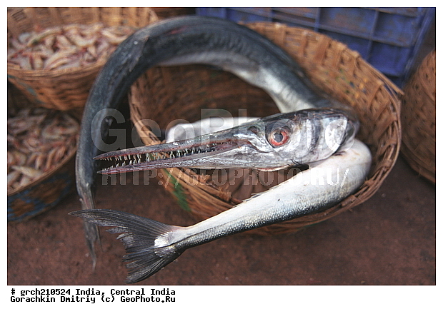 �����, ������ �����