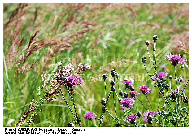 ����, ���, ���������, ��������� ����, ���������� �������, �������������������, ��������� ��������