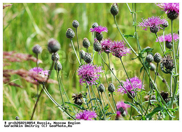 ����, ���, ���������, ��������� ����, ���������� �������, �������������������, ��������� ��������