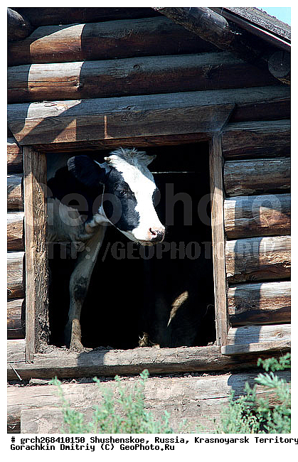 ������������ ����, ���� ���������, ������, ���������, ���-����� ���������, ��������, ������, �����-���������� ����������, ����, ����