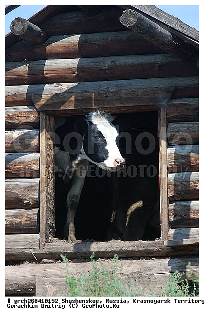 ������������ ����, ���� ���������, ������, ���������, ���-����� ���������, ��������, ������, �����-���������� ����������, ����, ����