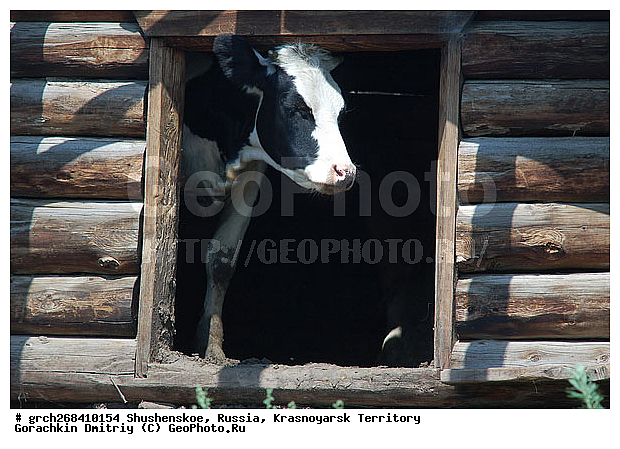 ������������ ����, ���� ���������, ������, ���������, ���-����� ���������, ��������, ������, �����-���������� ����������, ����, ����