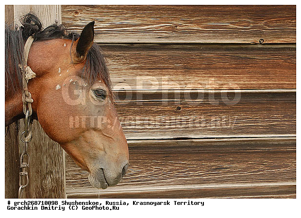 ������������ ����, ���� ���������, ������, ���������, �����������, ������, �����������, ���-����� ���������, ��������, ������ ����, ����, �������, ������, �����-����������, ��������, ������, ��������, ��������, �������������, �������������, �����, �����, XYZ, ���������, Equidae, �������� ������, Equus ferus caballus, ������, ��������, ��������, �������������, �������������, �����, �����, XYZ, ���������, Equidae, �������� ������, Equus ferus caballus