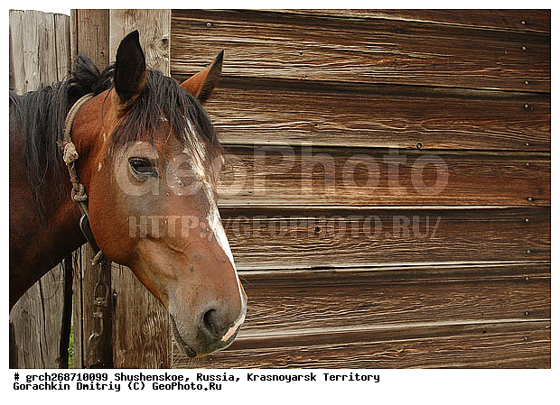 ������������ ����, ���� ���������, ������, ���������, �����������, ������, �����������, ���-����� ���������, ��������, ������ ����, ����, �������, ������, �����-����������, ��������, ������, ��������, ��������, �������������, �������������, �����, �����, XYZ, ���������, Equidae, �������� ������, Equus ferus caballus, ������, ��������, ��������, �������������, �������������, �����, �����, XYZ, ���������, Equidae, �������� ������, Equus ferus caballus