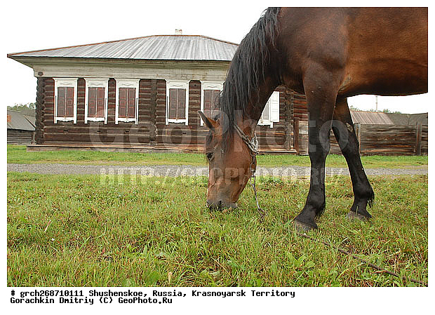 ������������ ����, ���� ���������, ������, ���������, ����������� ���, ����������, ���, ���-�����, ��������, ������, �����, �����-���������� ����������, ������, ��������, ��������, �������������, �������������, �����, �����, XYZ, ���������, Equidae, �������� ������, Equus ferus caballus, ������, ��������, ��������, �������������, �������������, �����, �����, XYZ, ���������, Equidae, �������� ������, Equus ferus caballus