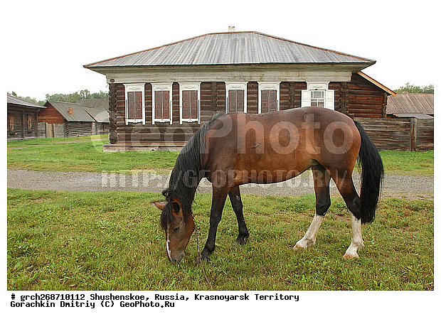 ������������ ����, ���� ���������, ������, ���������, ����������� ���, ����������, ���, ���-�����, ��������, ������, �����, �����-���������� ����������, ������, ��������, ��������, �������������, �������������, �����, �����, XYZ, ���������, Equidae, �������� ������, Equus ferus caballus, ������, ��������, ��������, �������������, �������������, �����, �����, XYZ, ���������, Equidae, �������� ������, Equus ferus caballus