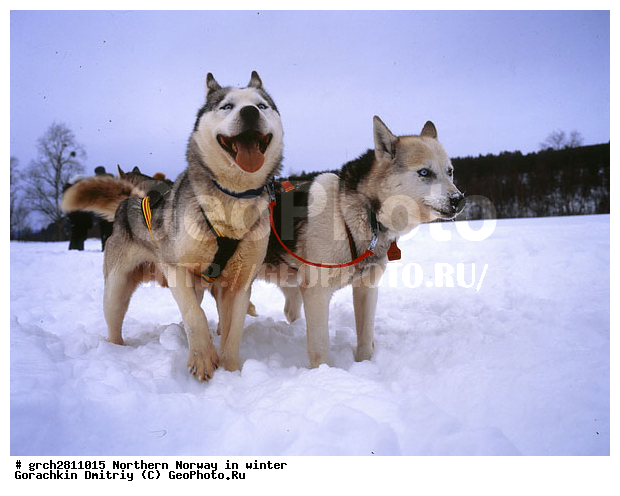 ������, �������, �������� ��������, ���������, �����������, ����, �������, �����, ����, ������, �������