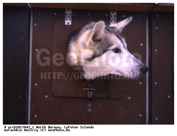 ����������� �������, ��������, ��������, �����, �������������, ������