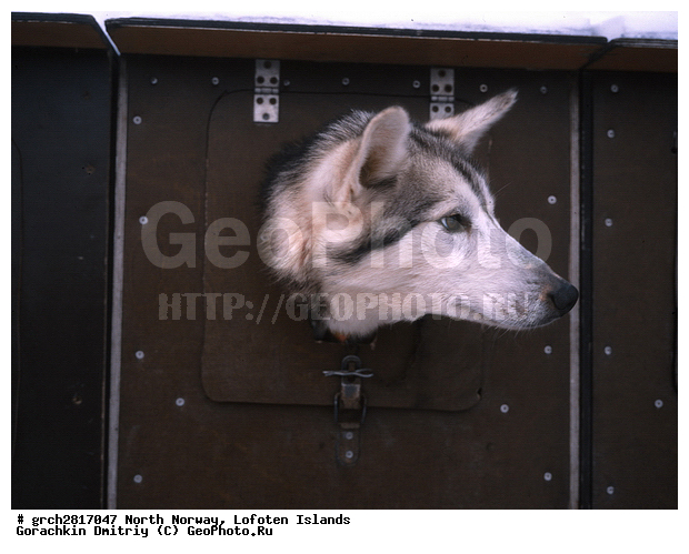 ����������� �������, ��������, ��������, �����, �������������, ������