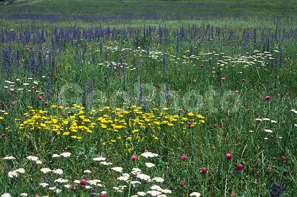 ���, �����, �������, ����, �����