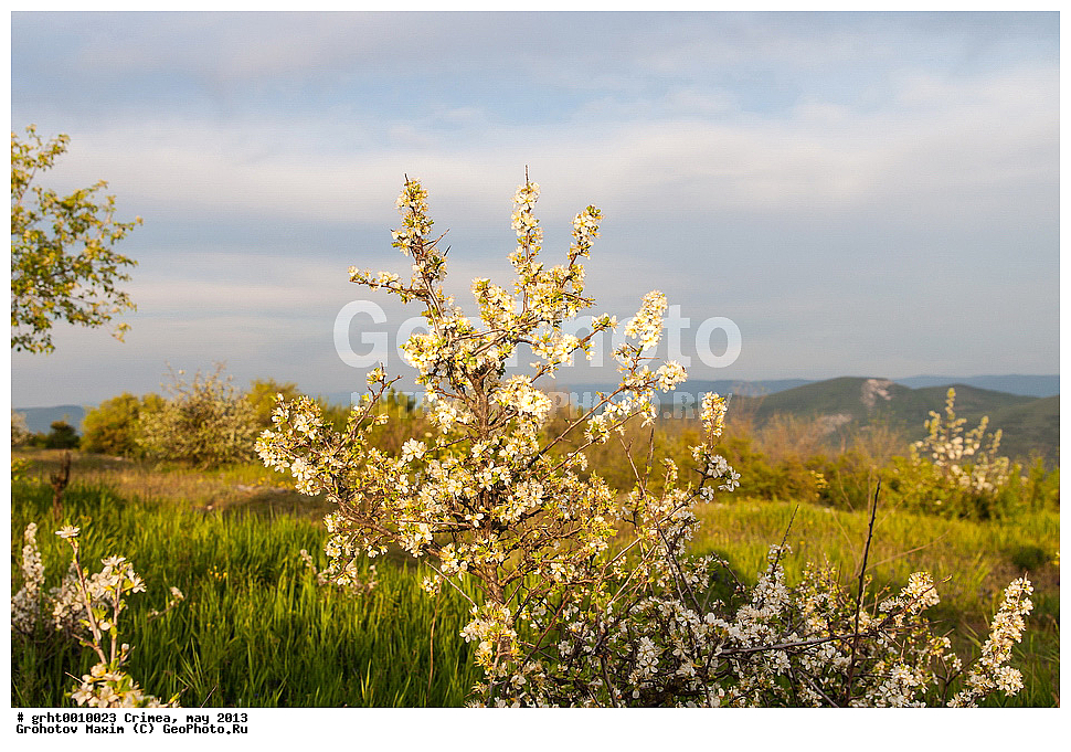 ����, ���