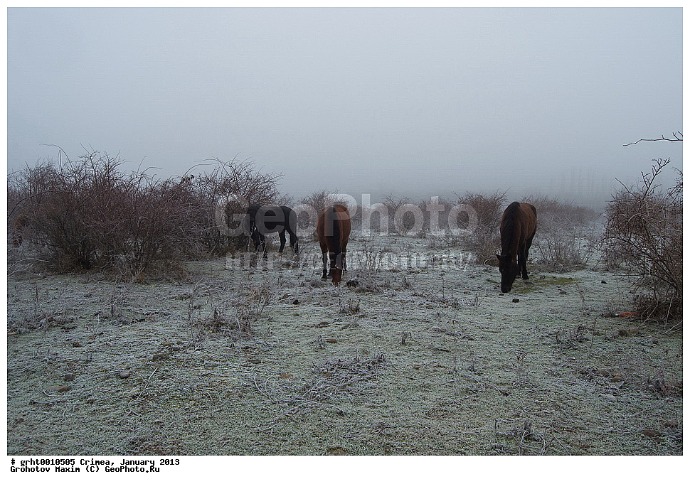 ����, ������ 