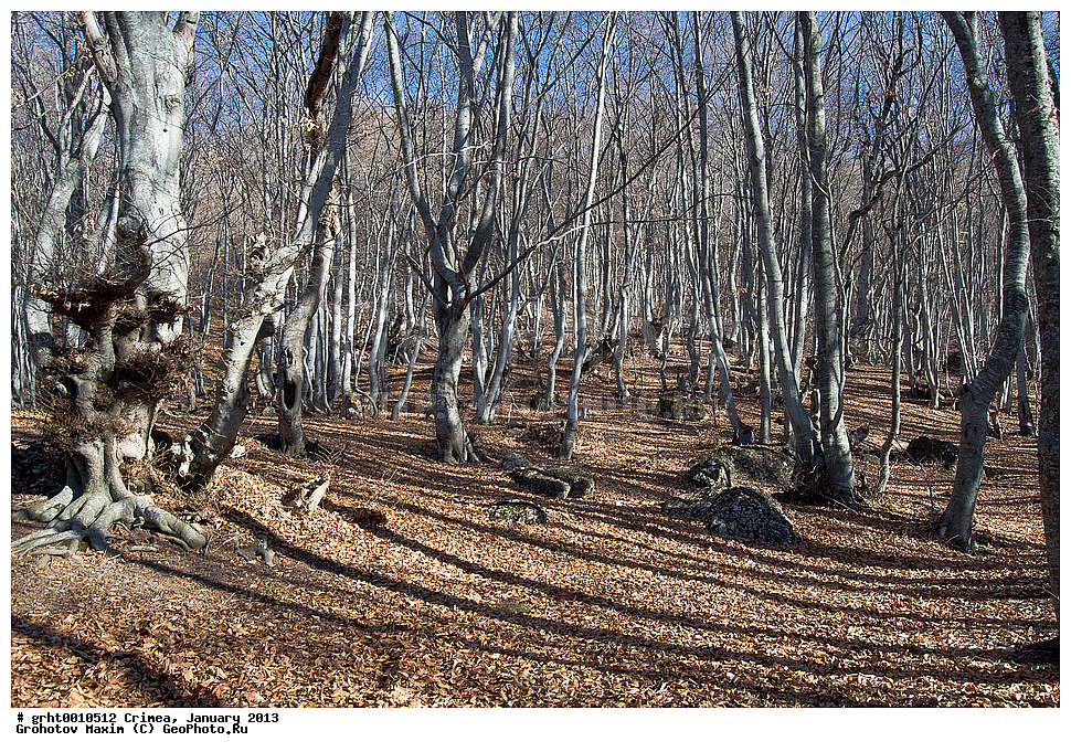 ����, ������ 