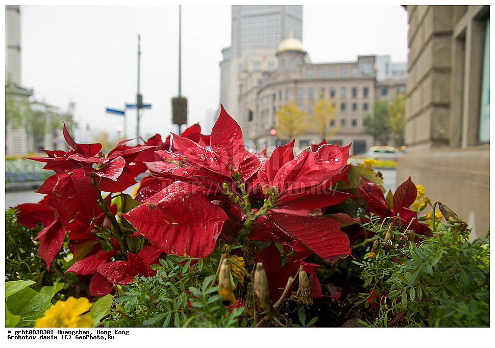 ������, �������