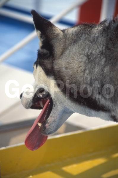 ������, ������, ����������� ����, ����, ��������, �����, ������, �����, ����