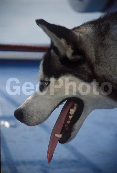 ������, ������, ����������� ����, ����, ��������, �����, ������, �����, ����