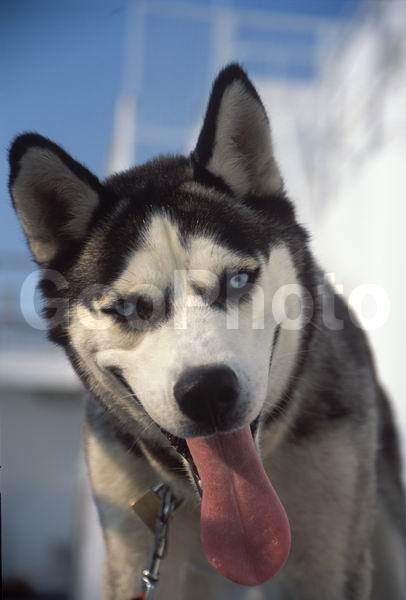 ������, ������, ����������� ����, ����, ��������, �����, ������, �����, ����