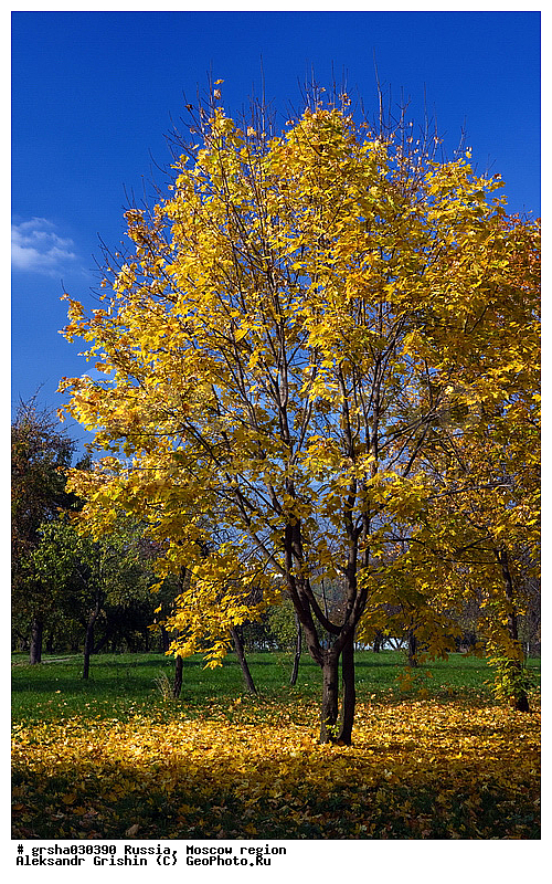 �����������, �������, ������� �����, ����, �����, ������