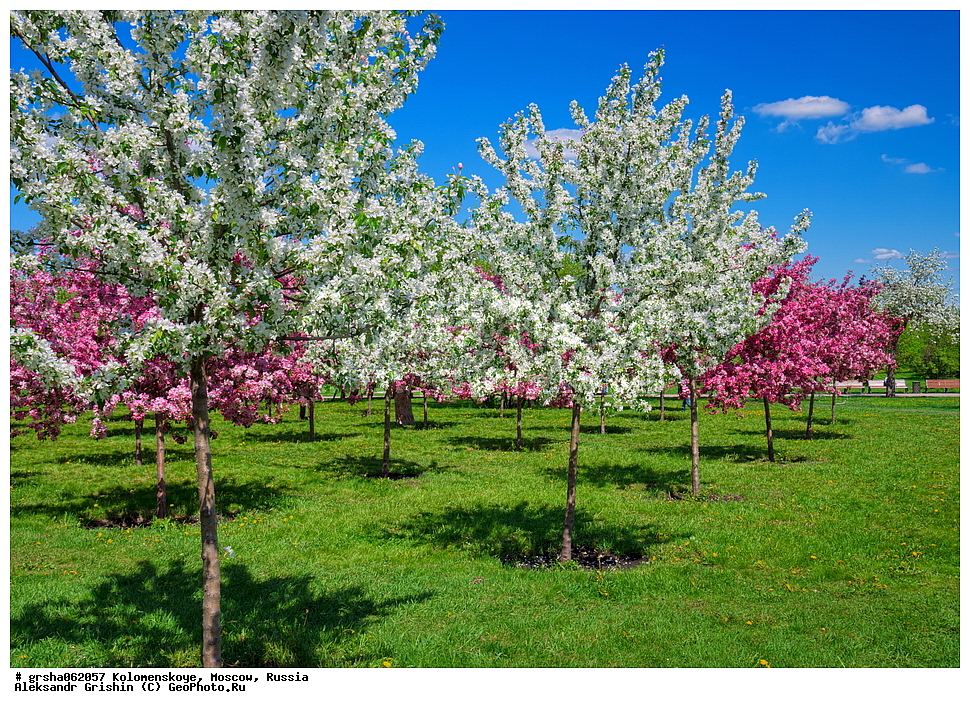 �����������, ������, ������, �����������, �������