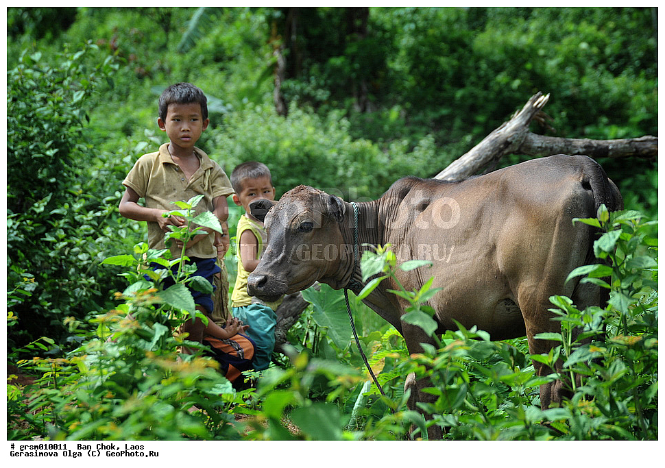 ��� ���, ����