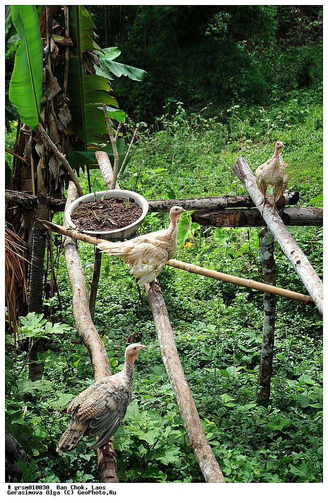 ��� ���, ����