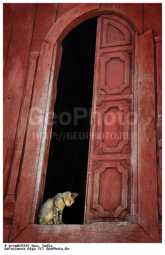 ������(�����), �����