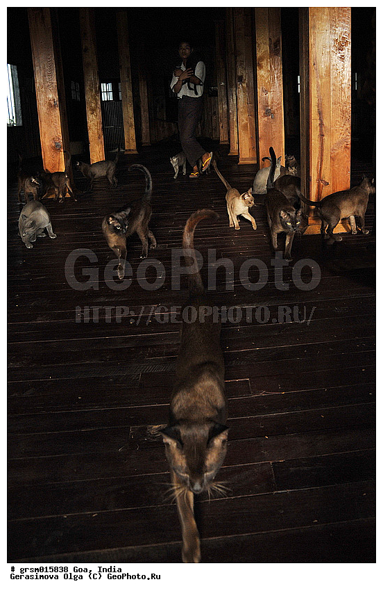 ������(�����), ���������� �����, �����