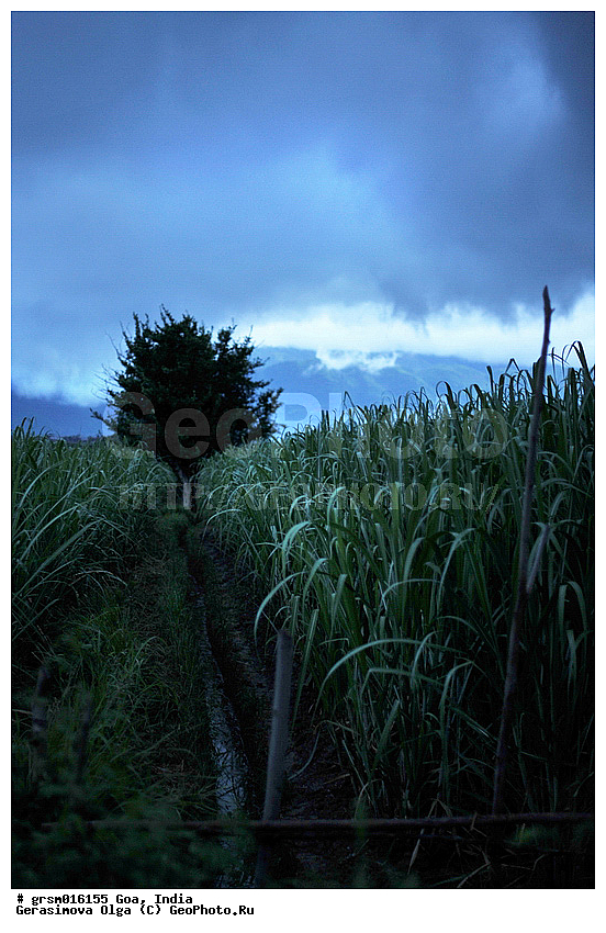 ������ (�����), ����������� ���� �����