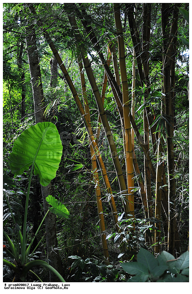 �������, ��� �������, ���� 