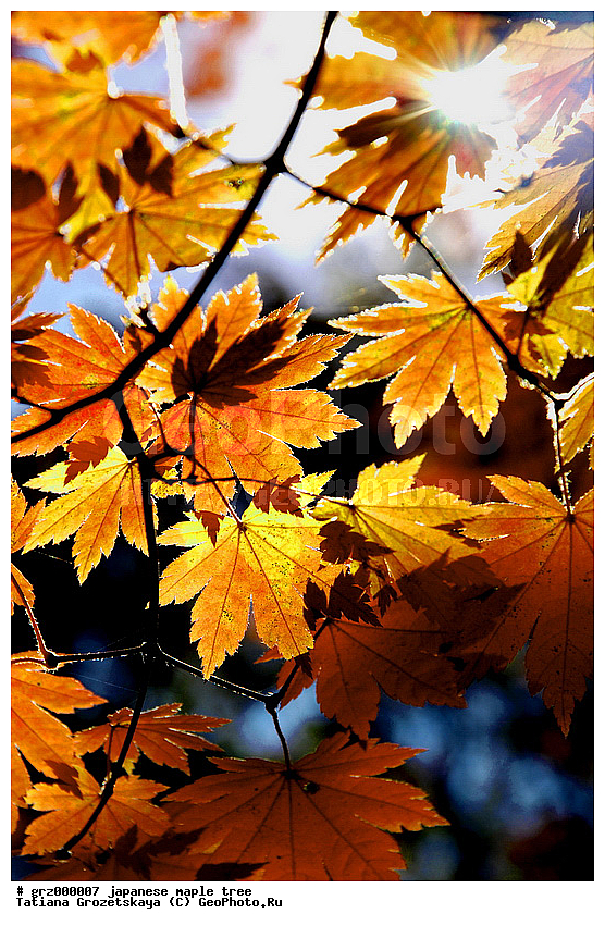 ������� ���������, �����, �����, �����, ����� �����, ������, ������, ������ �������� ������, ������ �����, ������ ������, ��������, ������� �����, ������� �����, ���������, ����, �������� ������, �����, ��������, �������, ������� �������� ������, ������� �����, ������� ������, ���, ����, ������, ������, ������ �����, ���� ������, �����, ����, �������, ������� �������� ������, �������, ������� ���, �������, ������� ������, �����, ������, �������, ������������, ������������ �������� ������, ������������ ������, �����, ���������, ���������, ��������� ����, ���������, ��������� ����, ������, ��������, �������, ���� ��� ���������, ��������, ����, �������� ����