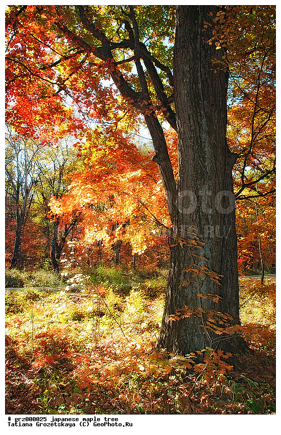 ������� ���������, �����, �����, �����, ����� �����, ������, ������, ������ �������� ������, ������ �����, ������ ������, ��������, ������� �����, ������� �����, ���������, ����, �������� ������, �����, ��������, �������, ������� �������� ������, ������� �����, ������� ������, ���, ����, ������, ������, ������ �����, ���� ������, �����, ����, �������, ������� �������� ������, �������, ������� ���, �������, ������� ������, �����, ������, �������, ������������, ������������ �������� ������, ������������ ������, �����, ���������, ���������, ��������� ����, ���������, ��������� ����, ������, ��������, �������, ���� ��� ���������, ��������, ����, �������� ����