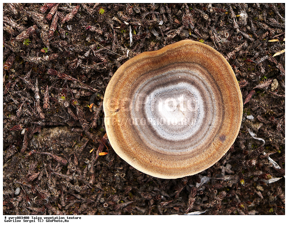 �����, ��������������, �����, ��������, �������