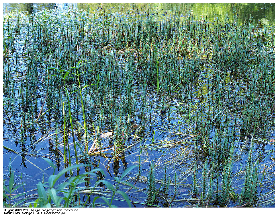 �����, ��������������, �����, ��������, �������