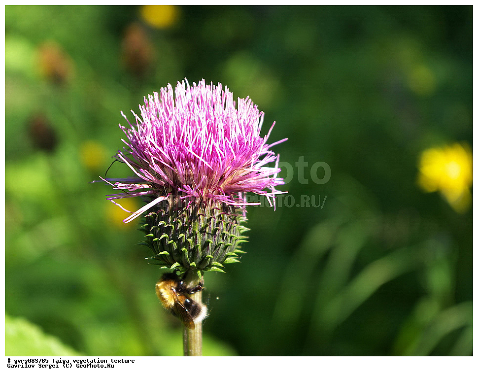 �����, ��������������, �����, ��������, �������