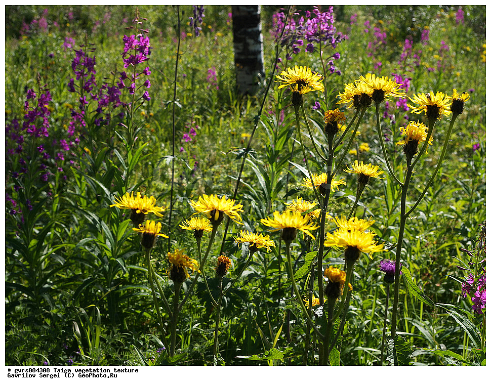 �����, ��������������, �����, ��������, �������