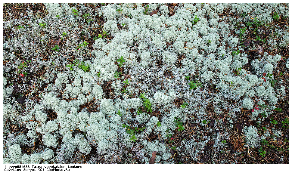 �����, ��������������, �����, ��������, �������