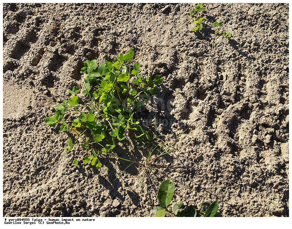 �����, �����������, ��� ����������