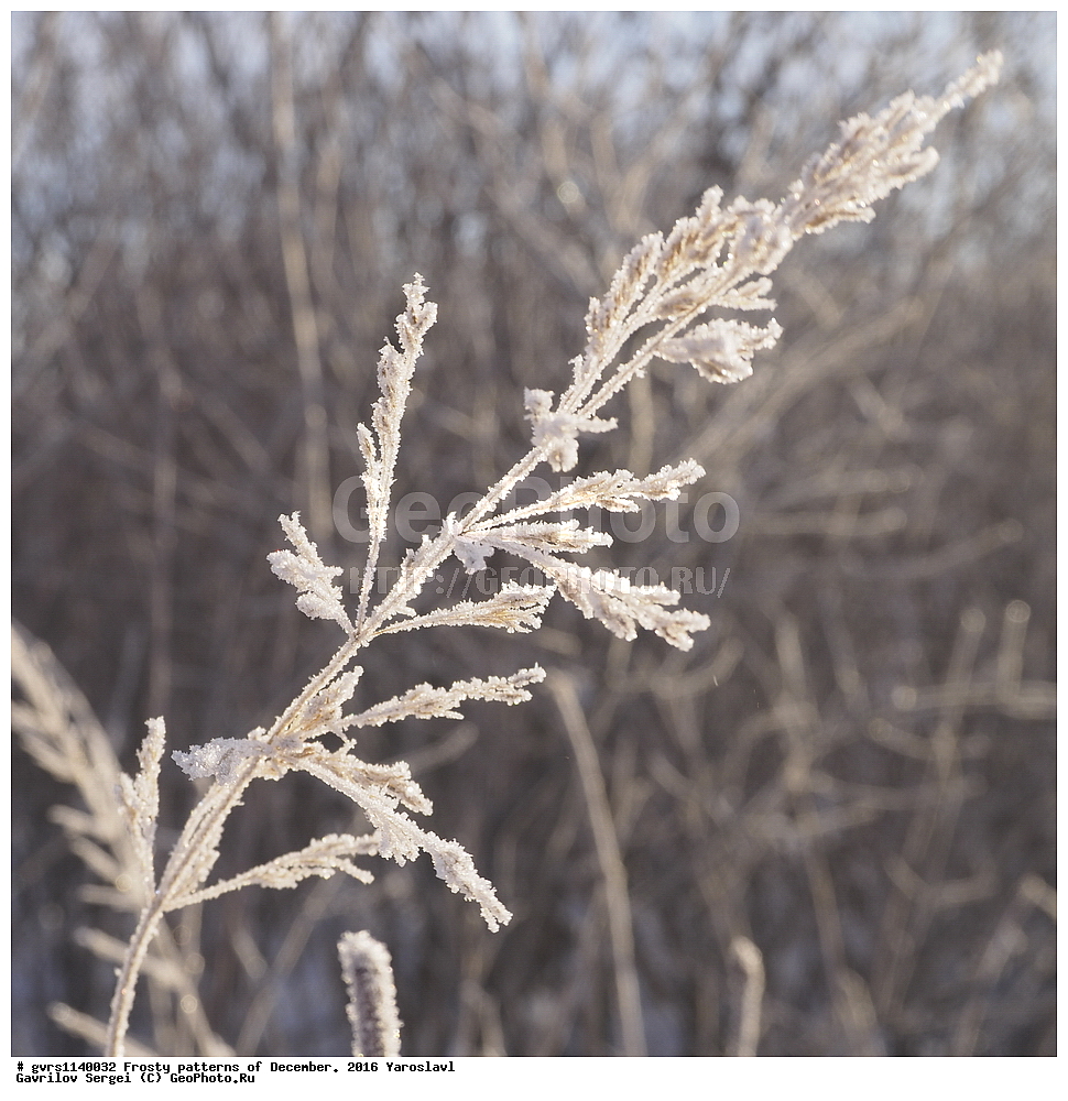 �������� �����, ����, �������, ����, 2016 ���, ���������, ������