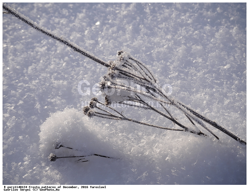 �������� �����, ����, �������, ����, 2016 ���, ���������, ������