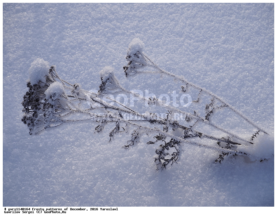 �������� �����, ����, �������, ����, 2016 ���, ���������, ������