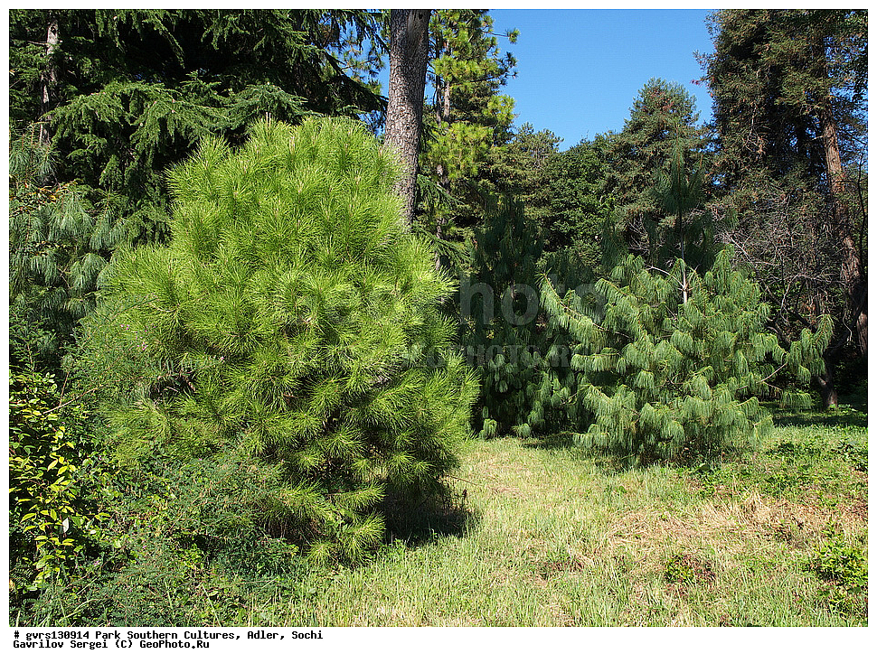 ����, ����� ��������, �������, �����, ����