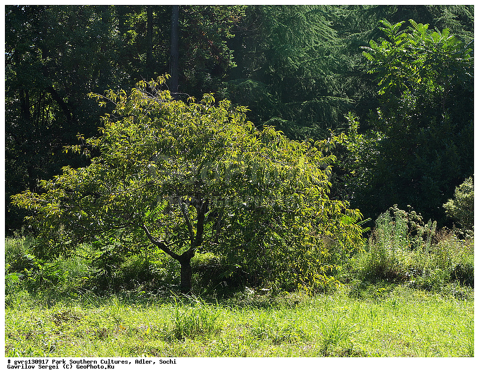 ����, ����� ��������, �������, �����, ����