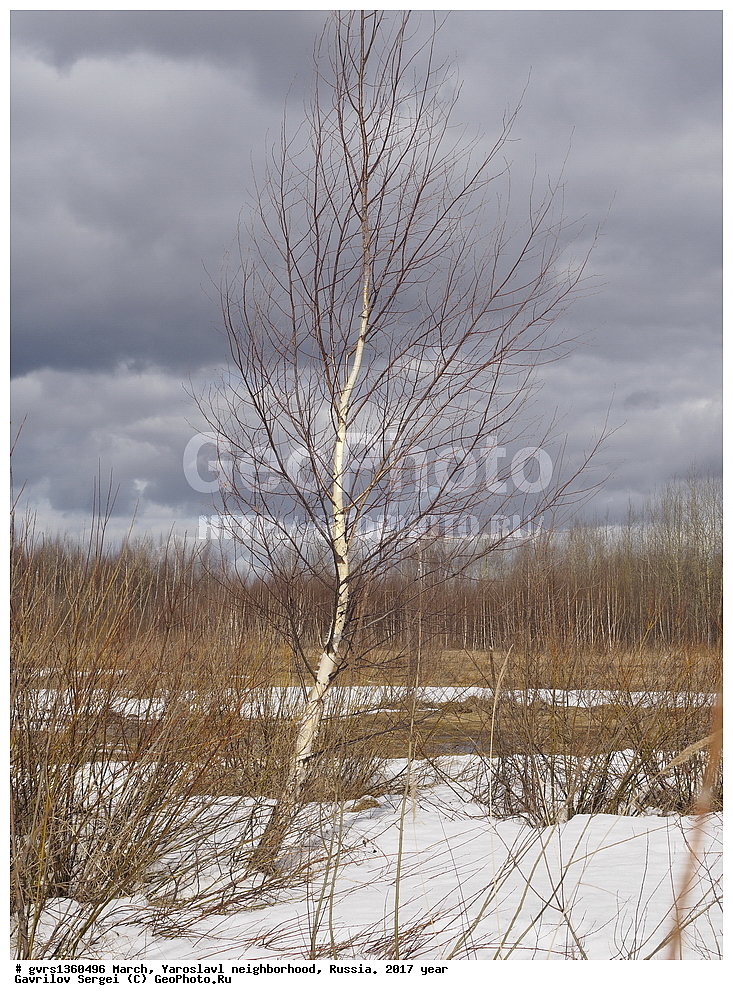 ����, �����, ���������, �����������, ������, 2017 ���, �������