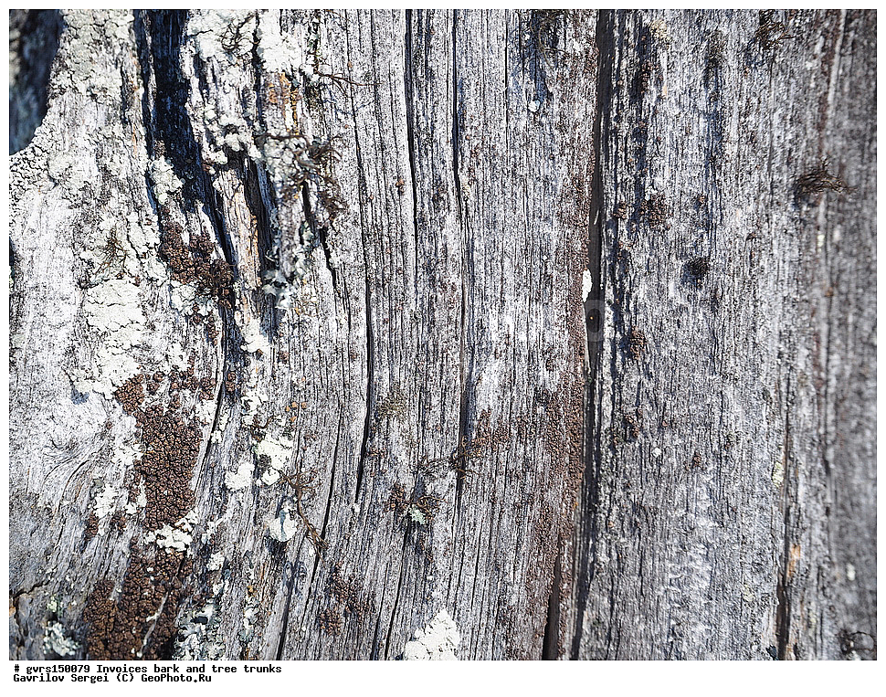 �������, ��������, ����, �����, ������