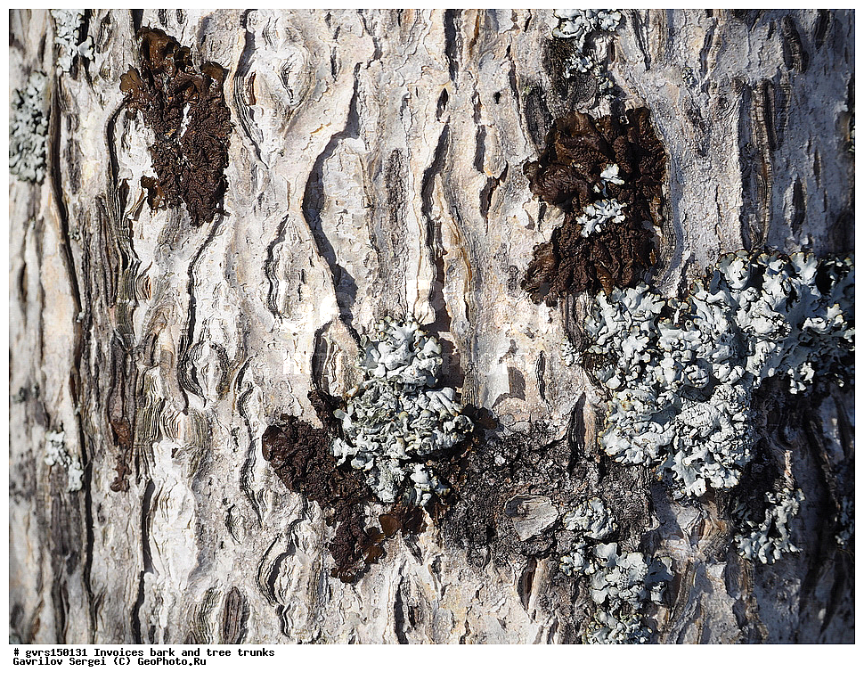 �������, ��������, ����, �����, ������