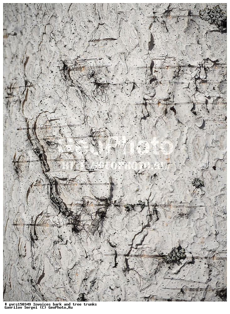 �������, ��������, ����, �����, ������