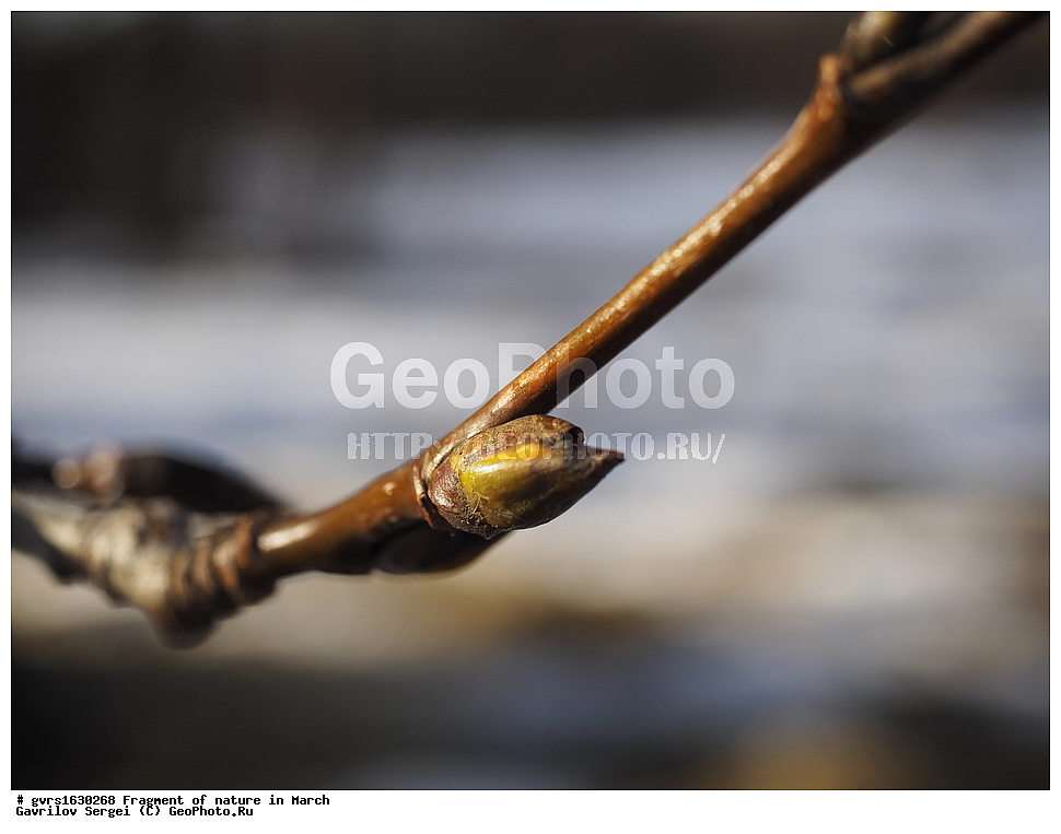 ��������, �������, ����