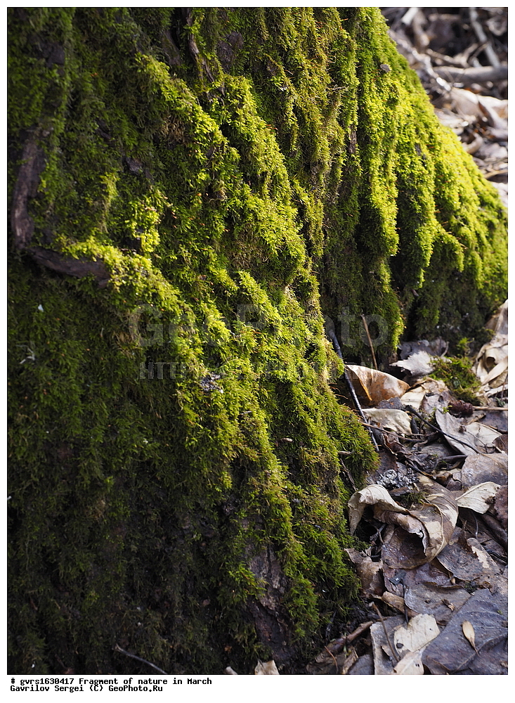 ��������, �������, ����