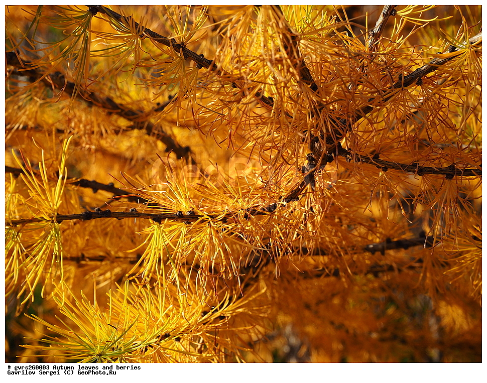 �����, ������, �����